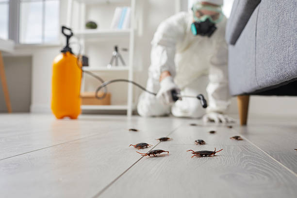 Post-Treatment Bed Bug Interceptor Monitoring in Park Hill